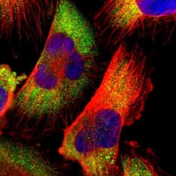 Cdk3 Antibody, Novus Biologicals 0.1mL; Unlabeled:Antibodies, Polyclonal
